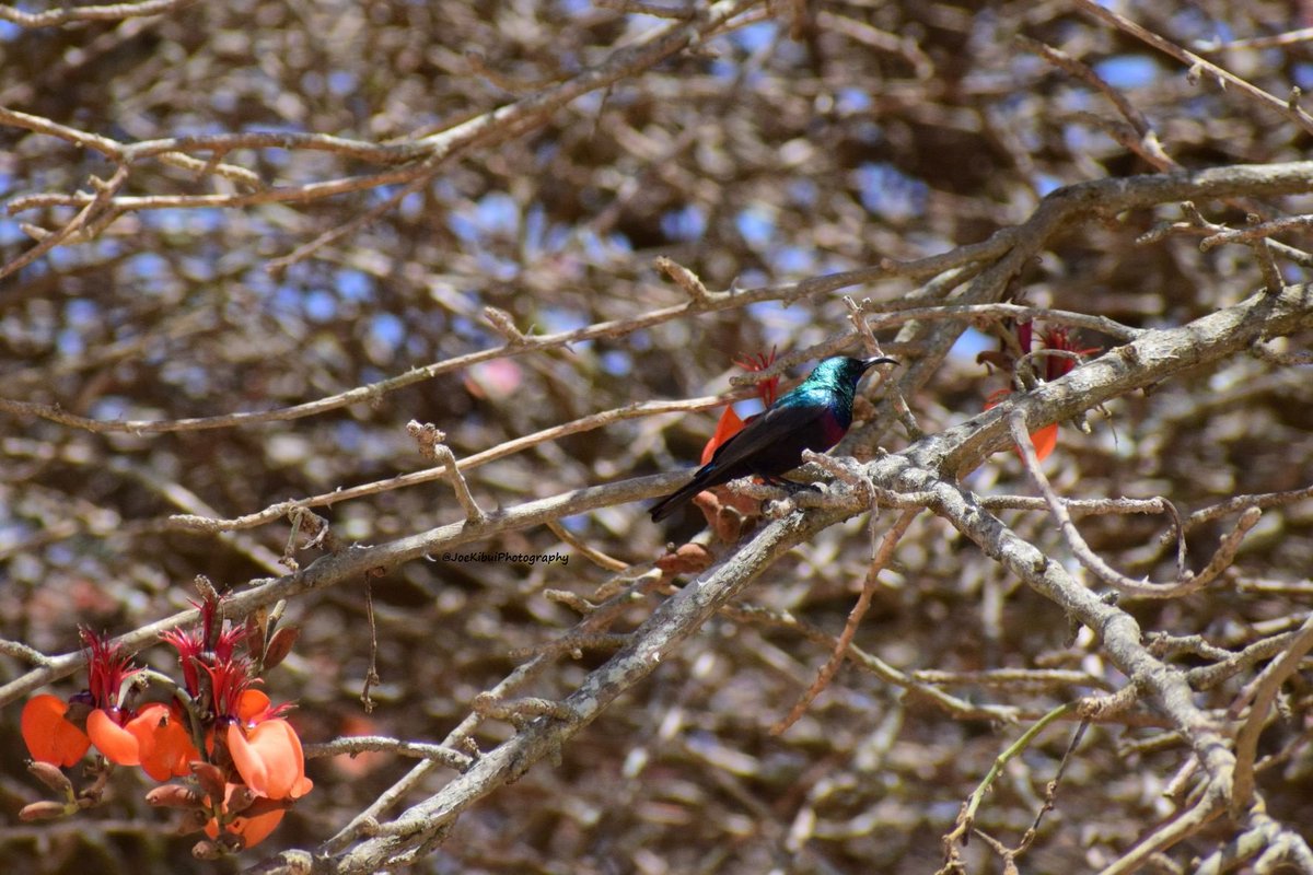 JosephKibui's tweet photo. @kirola_hemant Marico sunbird male I on Erythrina burtii (Coral tree).
Nairobi, Kenya.
#Maricosunbird #sunbird #Erythrinaburtii #Coraltree https://t.co/92tGHoAMko