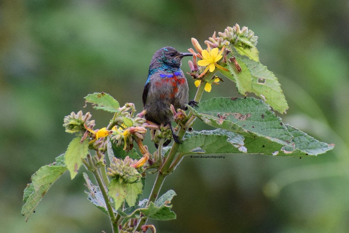 JosephKibui's tweet photo. @kirola_hemant Double-collared sunbird sub-adult male, Central Kenya

#doublecollaredsunbird #Cinnyrismediocris https://t.co/b3k1MAazO9
