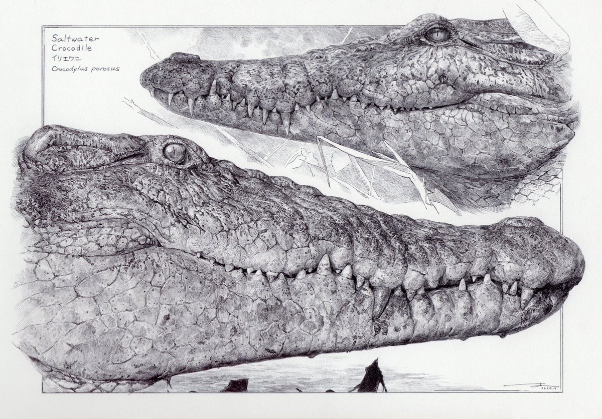 Saltwater Crocodile (写真資料は福田雄介さん@GingaCrocodylus から)