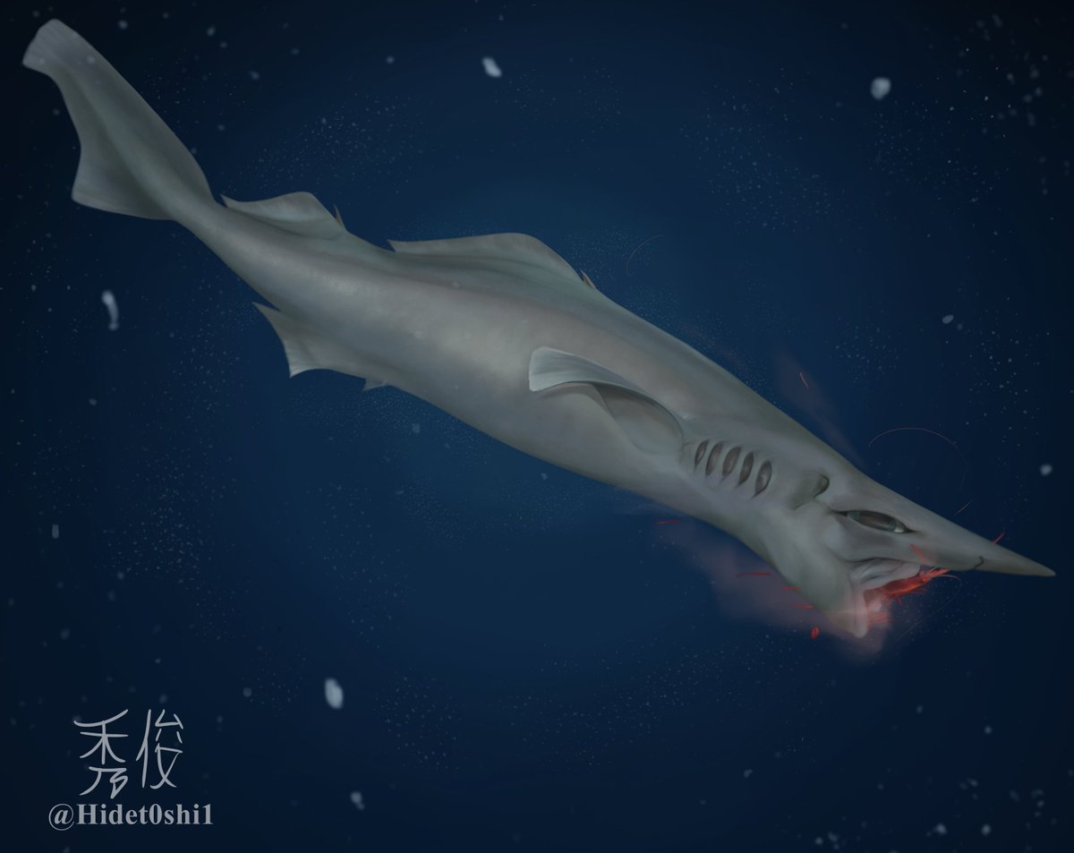 Deania calcea demolishing the mesopelagic crustacean Oplophorus novaezeelandiae, a confirmed prey  for the population off the coast of New Zealand, for this #SundayFishSketch theme of deep sea fish! What a funny #shark to draw :P
#sciart #digitalillustration