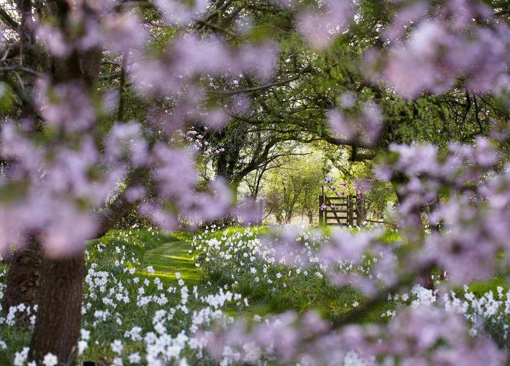 It's not too late to plan a garden visit for today, head to our website and see which National Garden Scheme gardens are opening near you👇️
findagarden.ngs.org.uk

📷️The Old Rectory, Farnborough. Open Sunday 14th April 

#gardensopenforcharity #gardensaregoodforyou