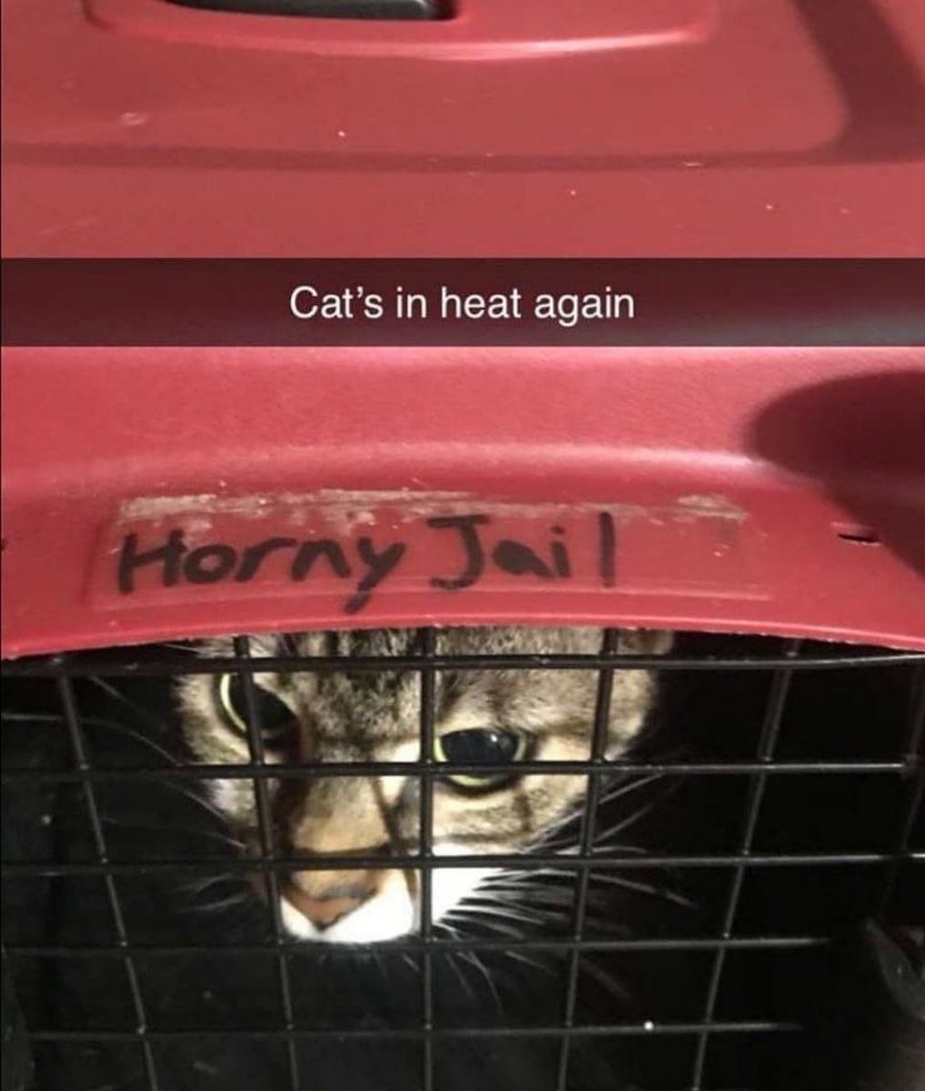 PunchingCat's tweet photo. https://t.co/K1uOdgvvUH