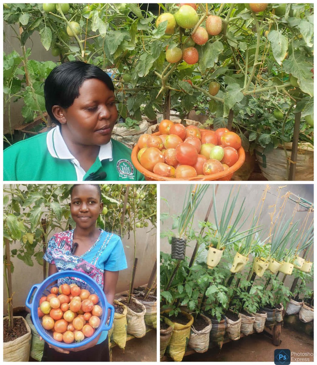 If you have never experienced the joy of accomplishment more than you can imagine, plant a garden. Home grown food can help us increase on our incomes, improve on Nutrition, and increases food Security. Everyone can Farm.