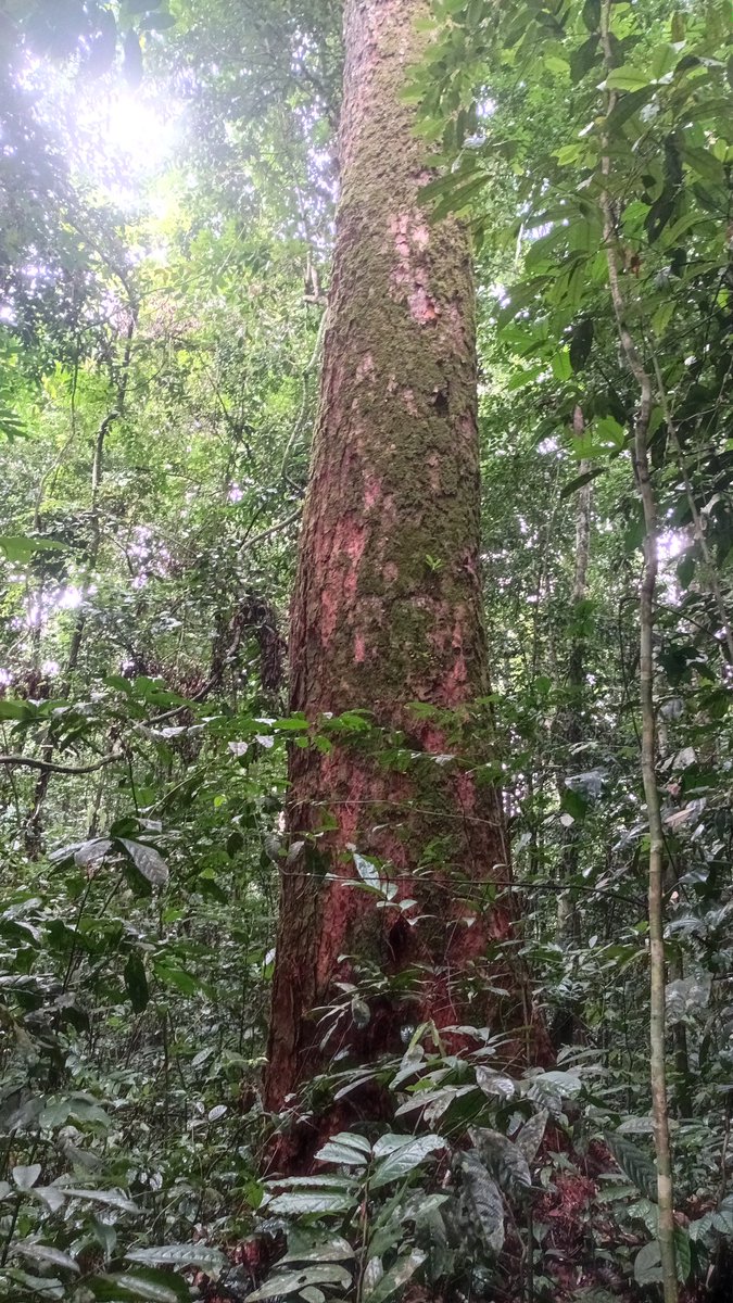 Our remaining forests must be protected as they are powerful allies in the fight against climate change.Trees, as natural climate regulators, absorb carbon dioxide and release oxygen, making them essential to maintaining a stable climate.