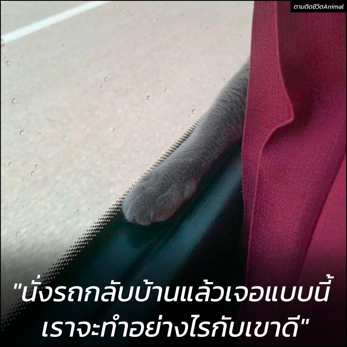 ตามติดชีวิตAnimal tweet media
