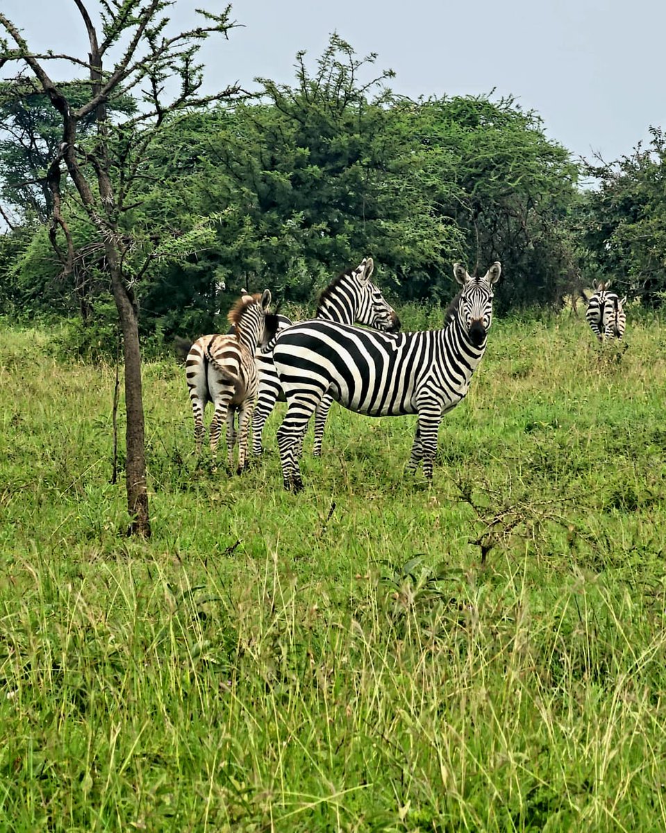 Safari Moments😍