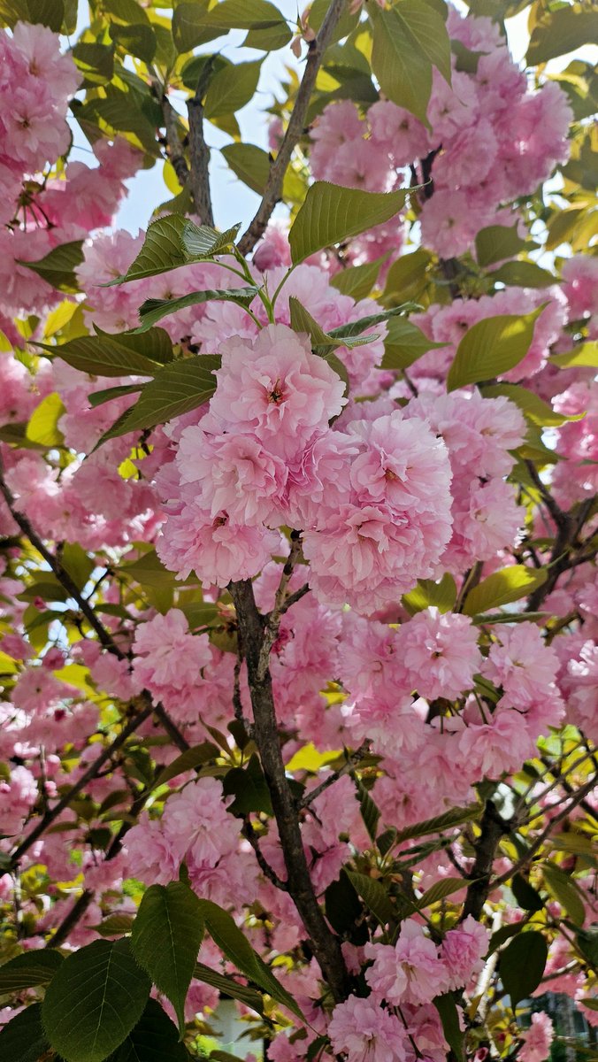 #겹벚꽃나무 🌸