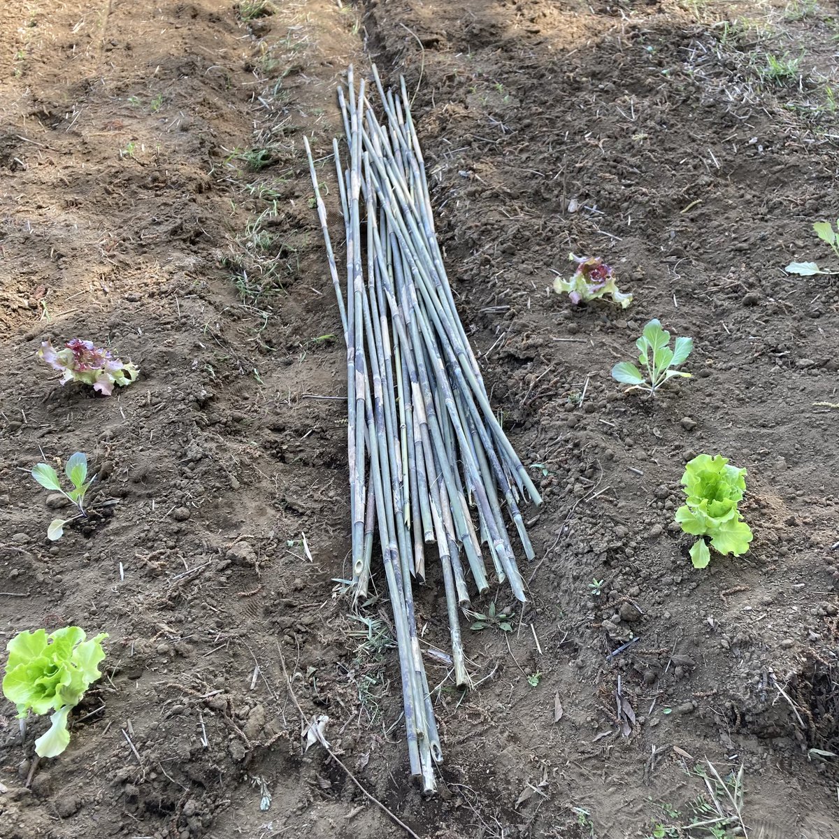 今日はfarmschoolでした。
新たにキャベツやレタスの苗を植えました🥬
前回種まきしたところから可愛らしい芽が出ていました☺️
畑作業の後は竹林から支柱に使う竹の切り出し。支柱も自然のものを使用するのです。ECOです🌏
#スローライフ