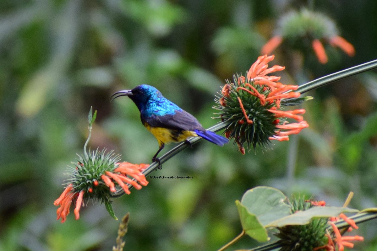 JosephKibui's tweet photo. @kirola_hemant Yellow-bellied Variable Sunbird (male) on Minaret flower

Nairobi, Kenya

#Variablesunbird #yellowbelliedsunbird #Cinnyrisvenustus https://t.co/OhJT0hLjp1