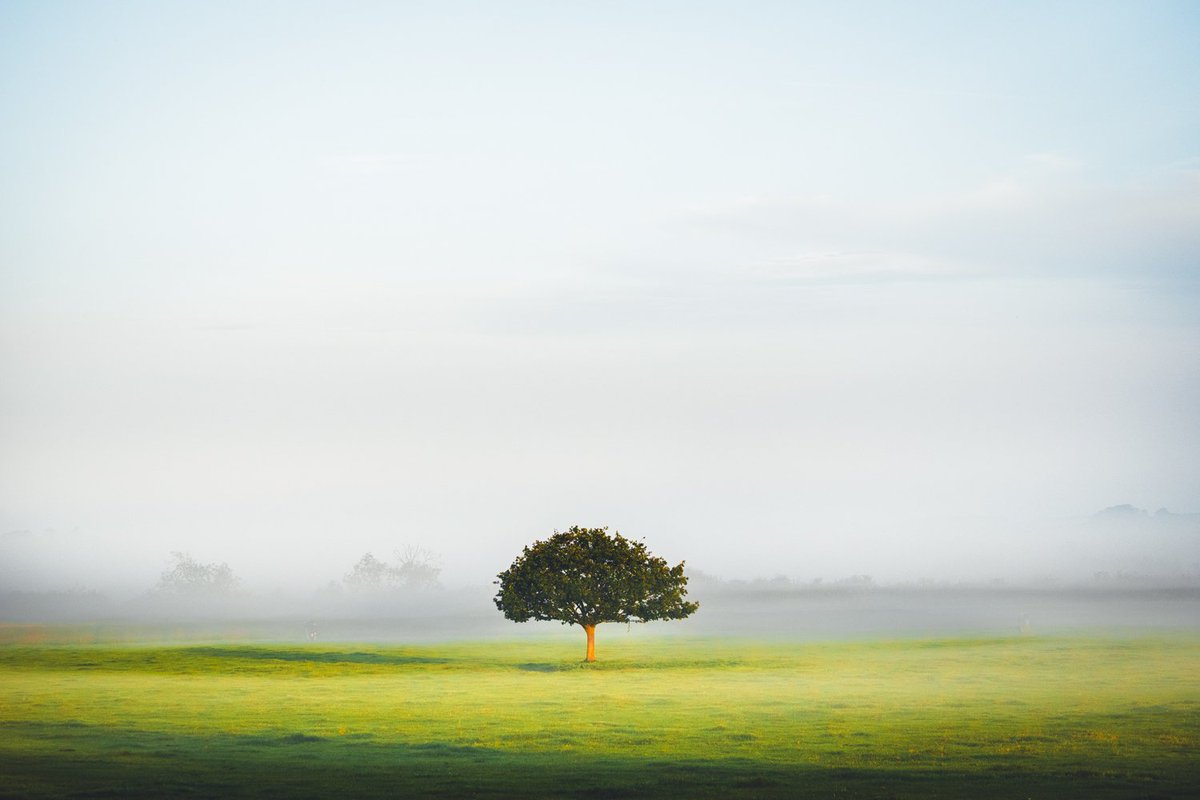 A tree in the mist.