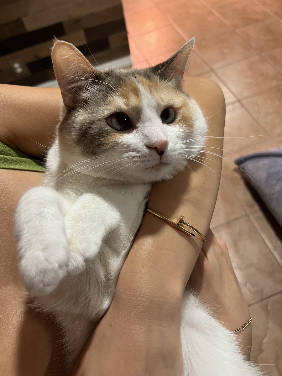 Panko A. Cat’s Mom (@fatfatpankocat) on Twitter photo 2024-04-14 06:33:27