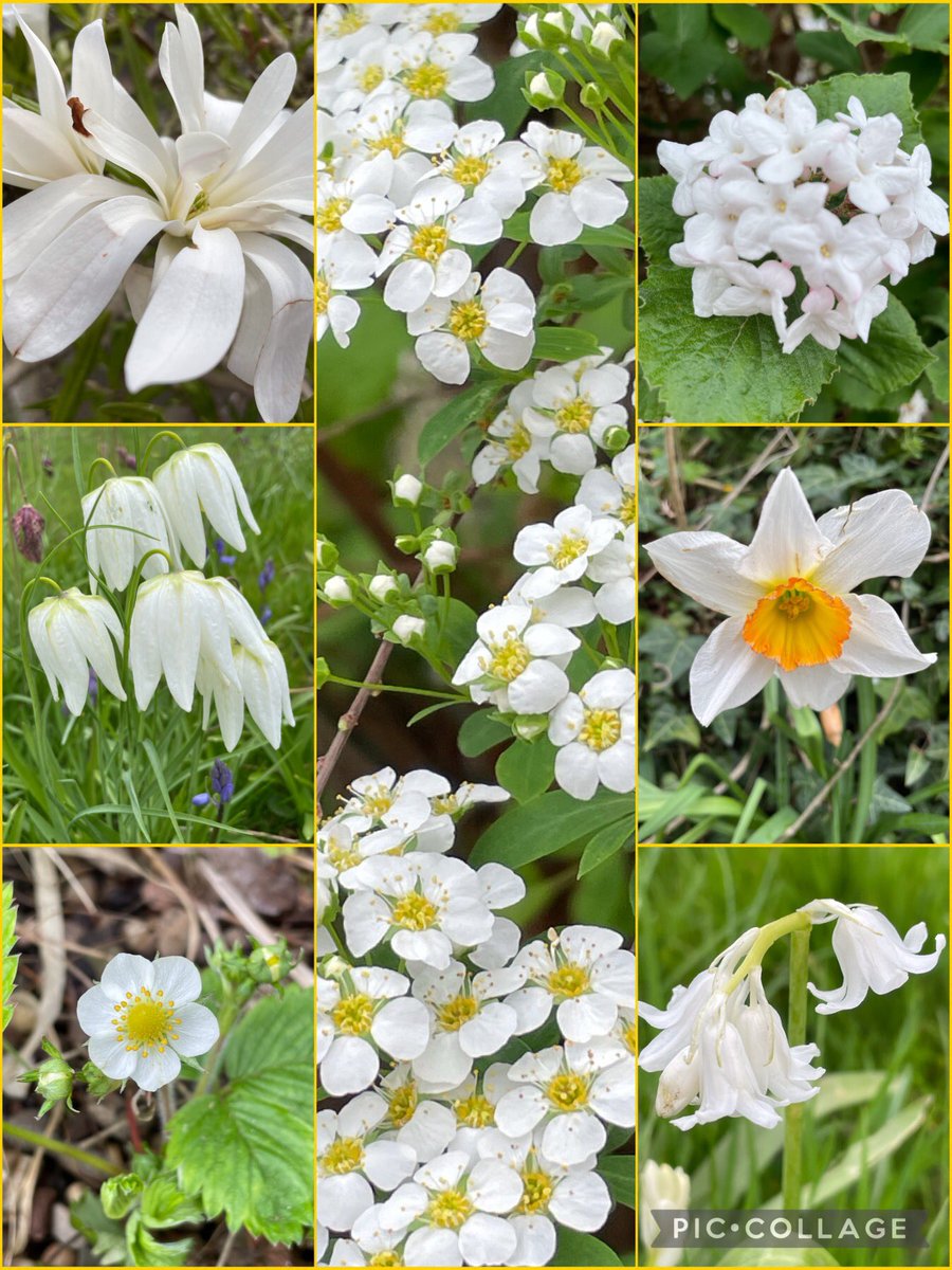 Good morning! A white themed #SevenOnSunday for 14.4.24 - mostly from my garden or the neighbourhood, with one Welsh narcissus 🤍