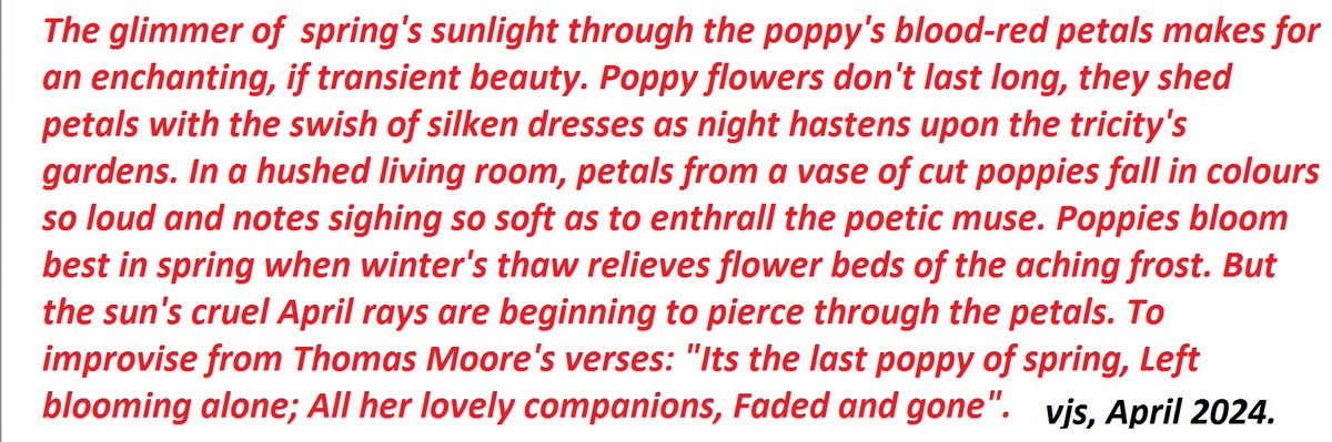 Poppy petals keep falling on my silence If one loves silence, let nothing disturb the hush except the sounds of poppy petals scattering from a vase in the living room, their fall does enthrall the poetic muse in colours so loud and notes so soft (Attached pic & text: vjs)