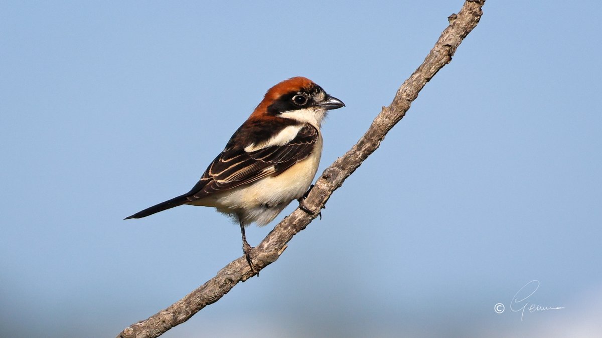 Woodchat Shrike, Salgado, Portugal.