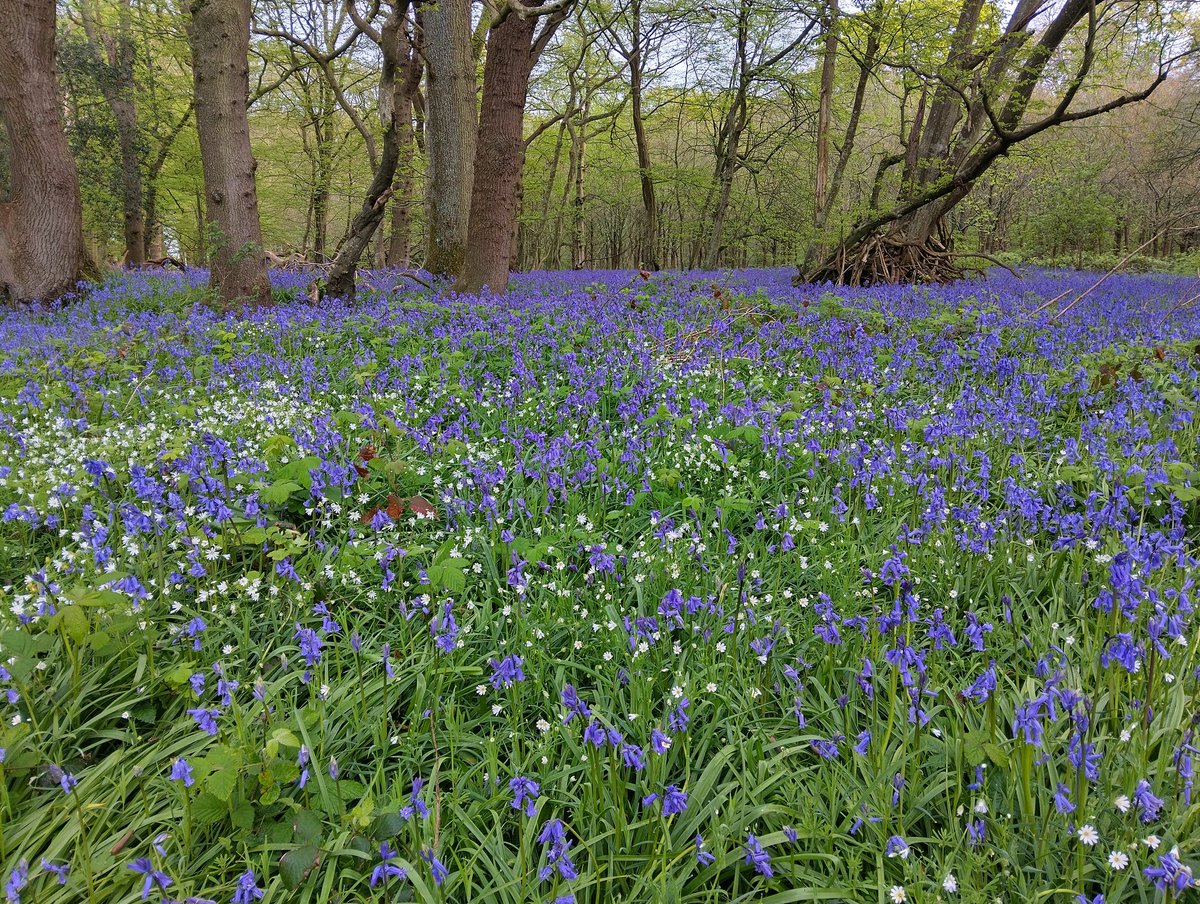 TimFox3's tweet photo. Drumming GS in Sussex bluebell wood early Sunday morning, let bird survey season commence @BBS_birds https://t.co/NtDClWsEPo