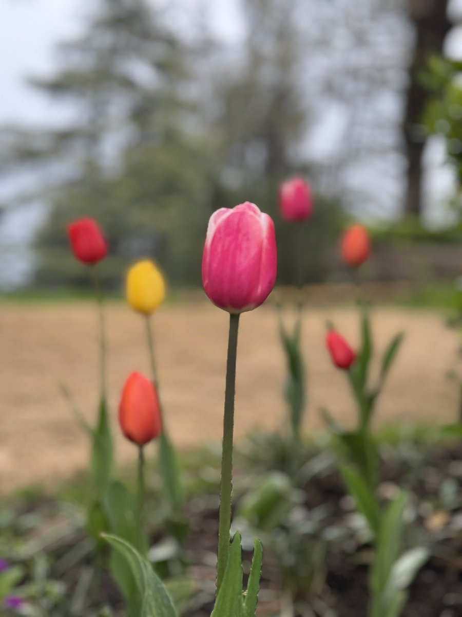 #tulipmania #tulips #nature #spring #incredibleindia