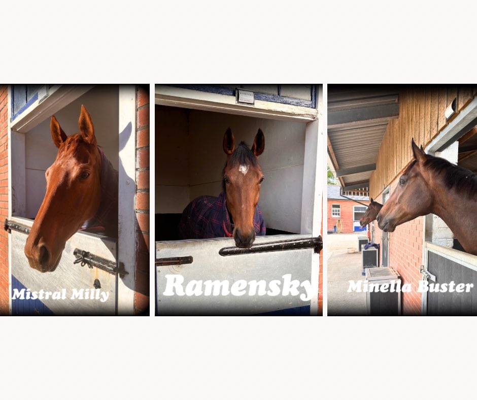 🐎 Sunday Runner’s🐎 @HerefordRaces 1.50 pm ➡️ Mistral Milly @tommy_bells to ride @plumptonraces 2.40 pm ➡️ Ramensky 3.50 pm ➡️ Minella Buster @Joe_Anderson17 to ride both #TeamLavelle#goodluck 🍀🐎