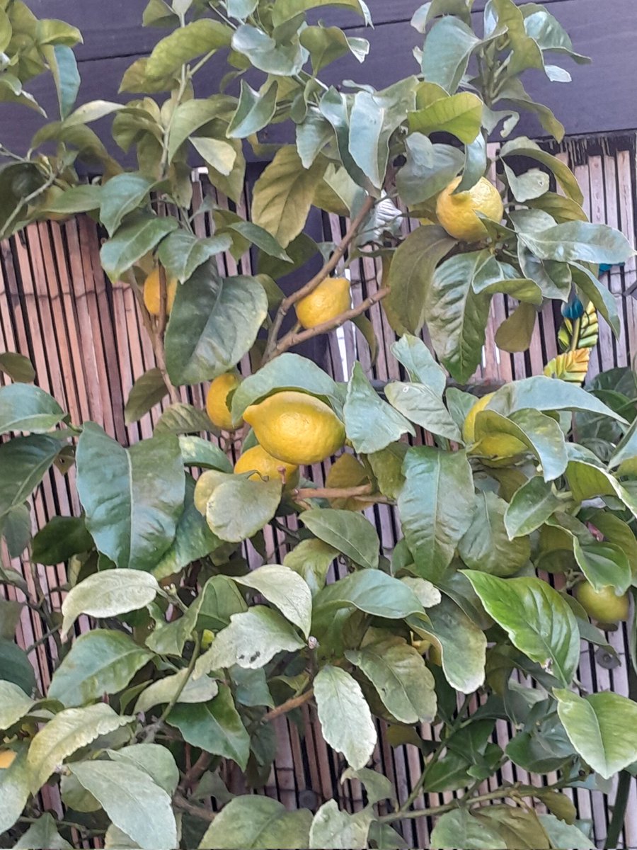 #lemontree has loads of lemons and so many flowers,going to have plenty of G &Ts this year 😅