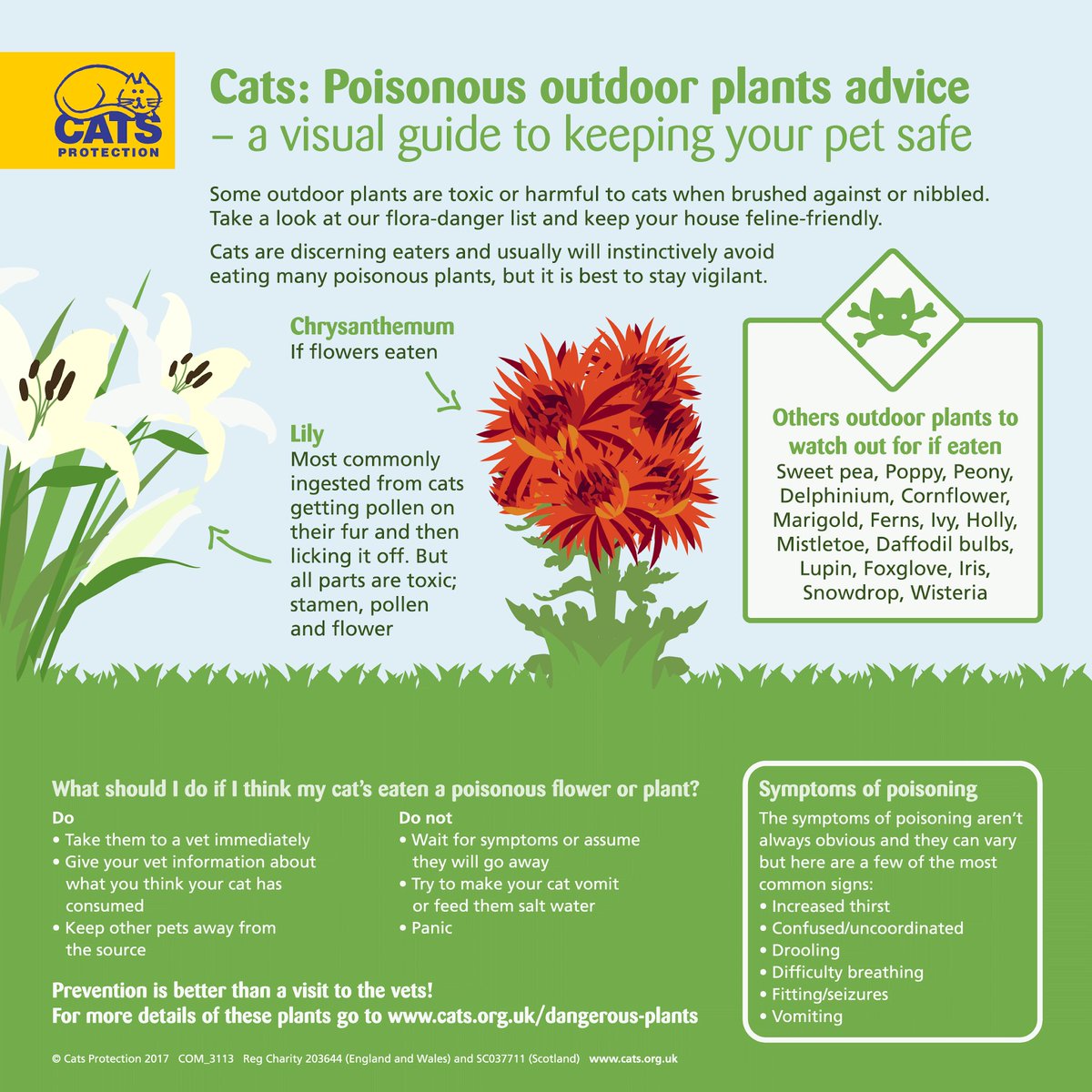 Today is #NationalGardeningDay🌻 Gardening season is getting underway and we want to give our green-thumb followers a heads up towards having a cat safe garden🌹 Please follow the link for a list of cat safe plants 🌱 cats.org.uk/media/9598/cat… #CatsOnTwitter #CatsOnX