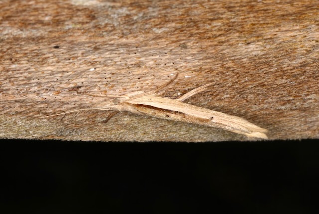 A slightly healthier 55:17 in the Devon moth trap this morning. Two NFY in the form of 3 migrant Dark Sword-grass, and my annual record of Ypsolopha mucronella. Now back home to see what's flying in London... #TeamMoth