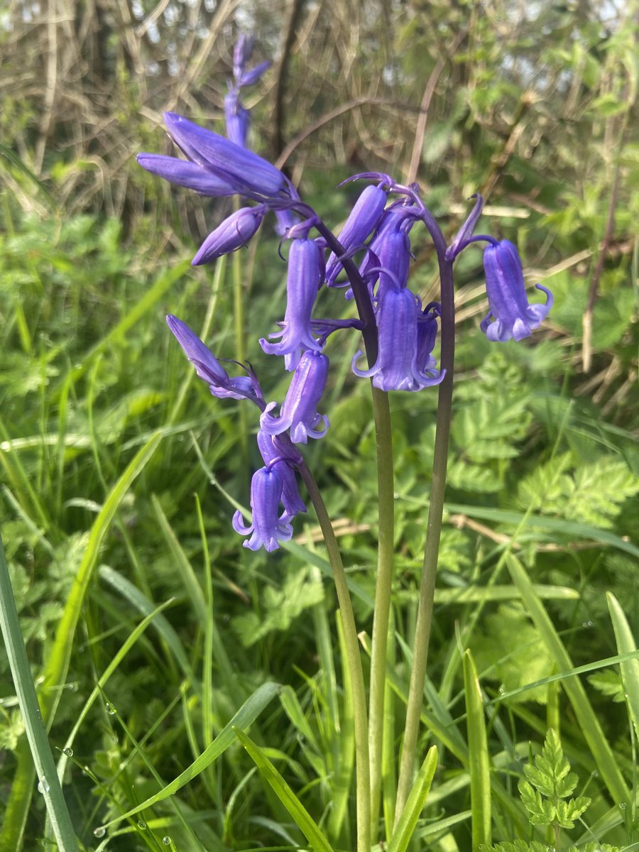 Lovely bluebells