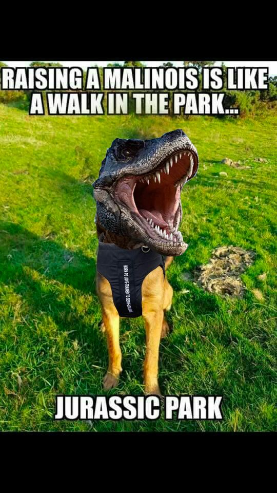 Just like a walk in #JurassicPark!
Keep your #mal-ysaurus rex #safe in the #lineofduty with #VestedInterestinK9s!

Get your 100% #FREE #ballistic #vest at:
bit.ly/3UeBKN1