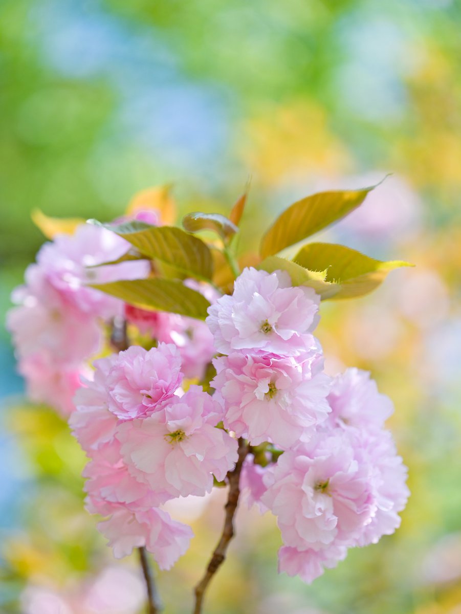 ソメイヨシノの次は八重桜が見頃です🌸

#TLを桜でいっぱいにしよう
#photography