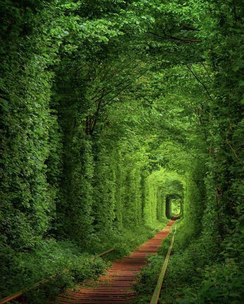 A tunnel made of Trees in Ukraine