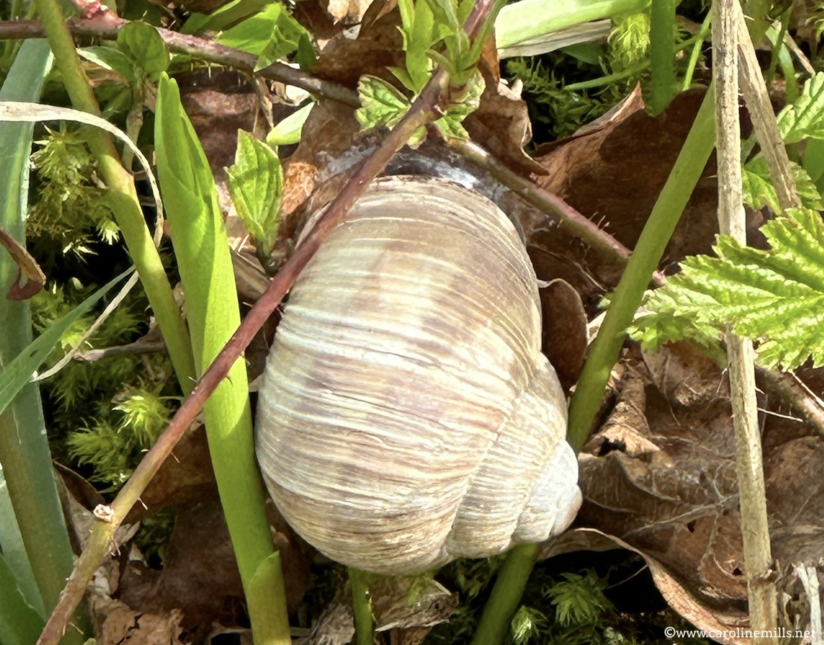 What a find while #walking in the #Cotswolds - one of the few areas in the UK to see the Roman Snail. It's the largest snail (this one was huge) in the UK, and a protected species. Brings on a whole new meaning to #slowtravel. #nature #countryside #wildlife @travwriters