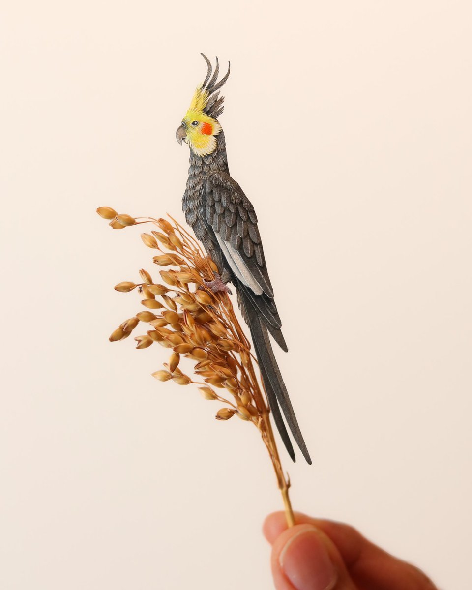 10/10 Cockatiel

This little one is now ready to fly 🌿

Cockatiels are native to Australia, where they are found largely in arid or semi-arid country but always close to water. Largely nomadic, the species will move to where food and water is available. 

#paperart