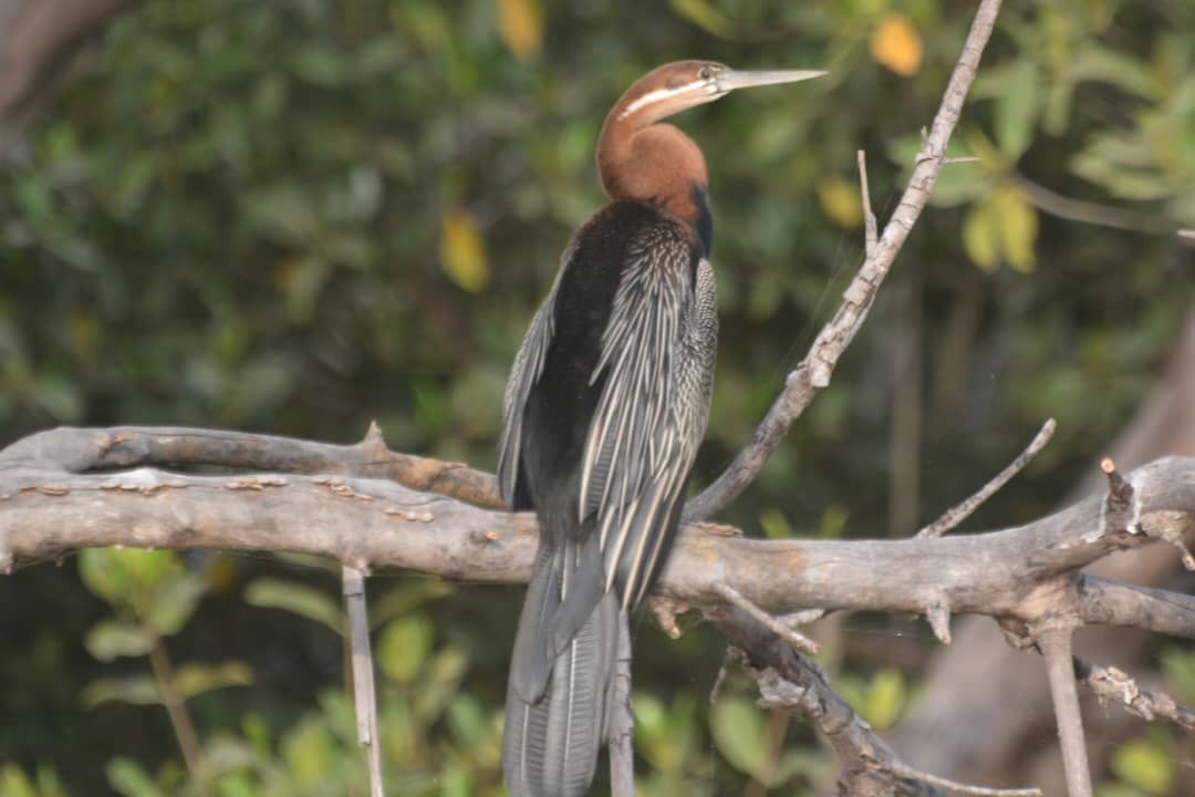 AzizFayinkeh's tweet photo. #African Darter #BirdsUp #Birdsof Twitter #Birds @DorsetWildlife @NorfolkWildlife https://t.co/gnrmm6e5Xk