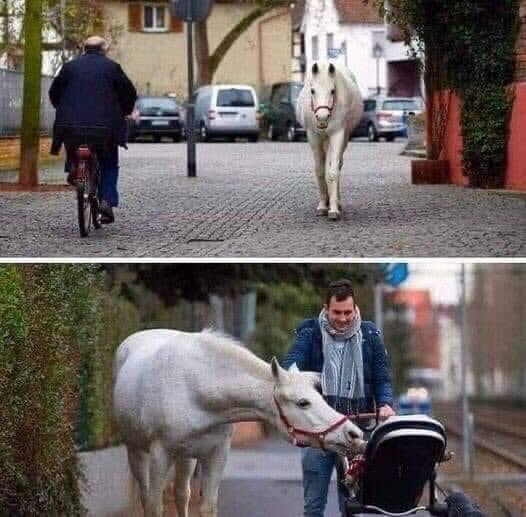 Tous les matins à Francfort, en Allemagne, vous pourriez apercevoir Jenny, un cheval qui fait une longue promenade tous les matins, toute seule. Elle prend la même route tous les matins depuis 14 ans, depuis que son propriétaire, maintenant âgé de 79 ans, est devenu incapable de…