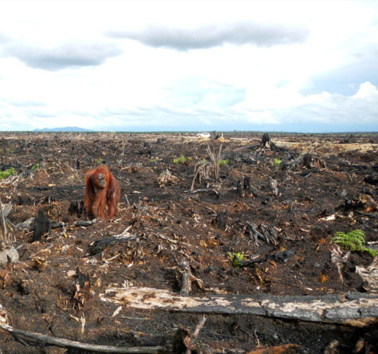 Orangutan rainforest is disappearing at an alarming rate due to deforestation and clearing for development. Help us save Sumatra’s last rainforests!

theorangutanproject.org/help-us-save-s…