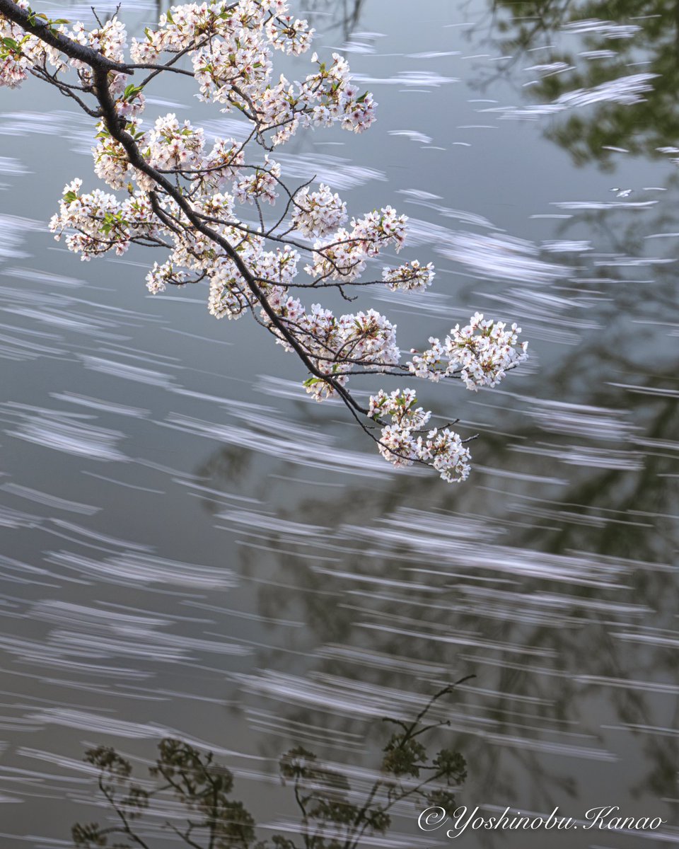 2024/04/13「桜の花筏」

F18 SS25 ISO800