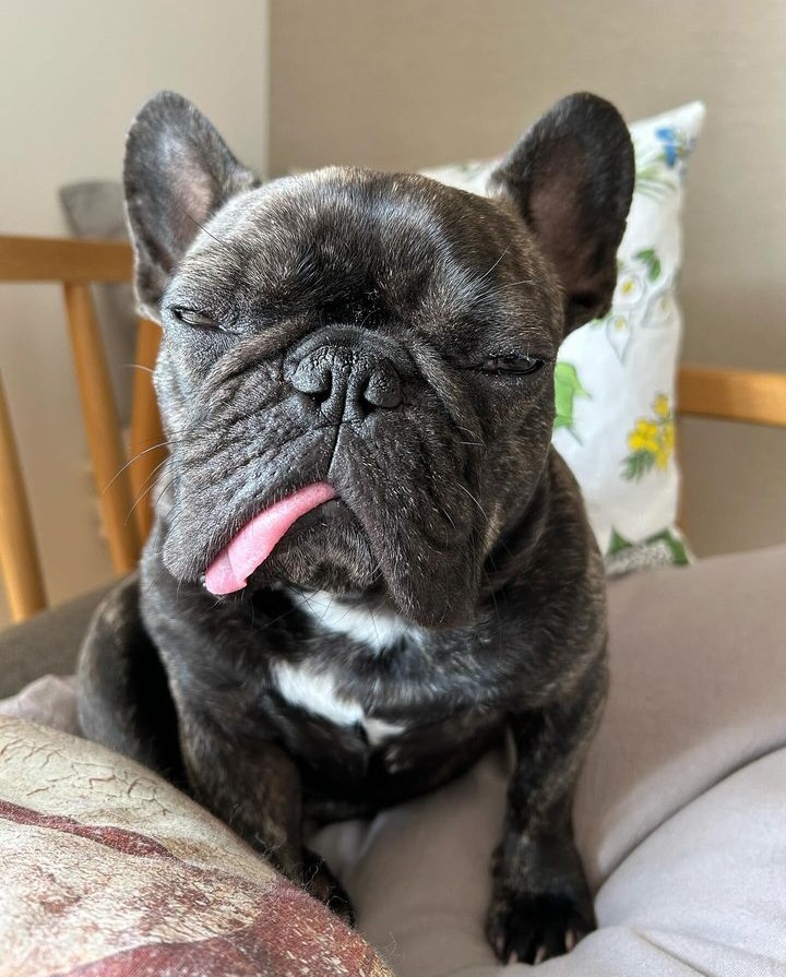 Mugi of the day 
Woke up early again today 
I still want to sleep 💤
#frenchielover #Frenchie #frenchiepost