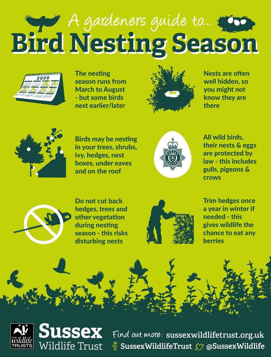We have been dealing with many reports of birds nests being destroyed or disturbed. Please be mindful of your actions and don't fall foul of the law, all birds nests are protected by law. This image from @SussexWildlife is brilliant.