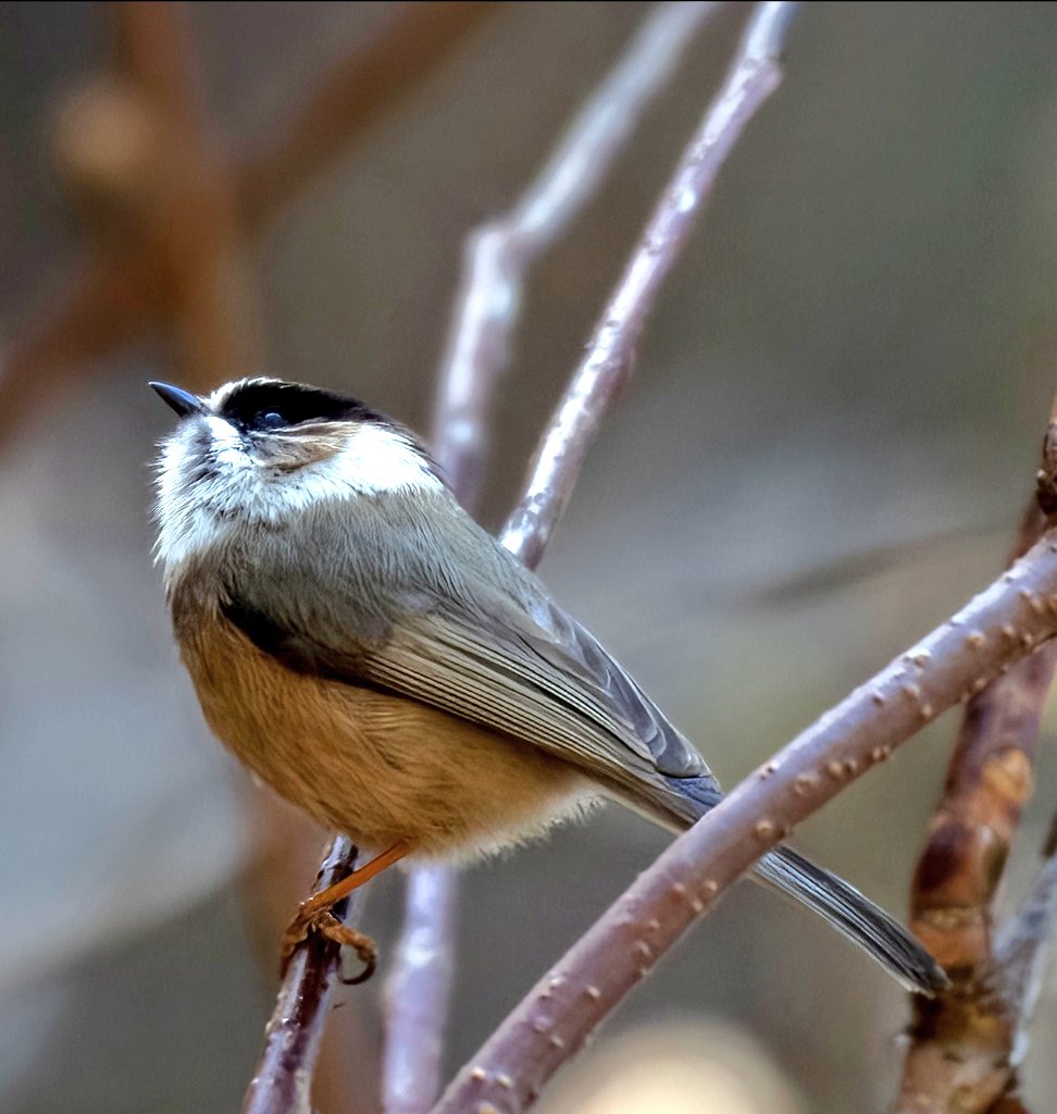 White-throated Bushtit  (Aegithalos niveogularis)  Near-endemic species that occurs in Pakistan, India & Nepal. In #Pakistan, it has very restricted range. #TwitterNatureCommunity #birdseenin2024 #BirdsPhotography #BirdTwitter #birdwatching #BBCWildlifePOTD #Thephotohour #nikon