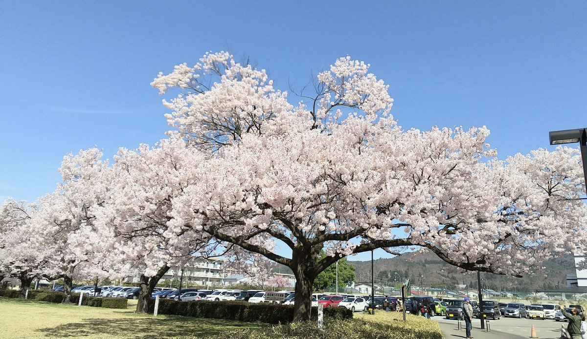 KA_GO_AMI's tweet photo. 春🌸爛漫！
今日は真夏日(27度)、明日は更に1度⤴️⤴️。
大丈夫かな地球？ https://t.co/rQOlGBUzsX