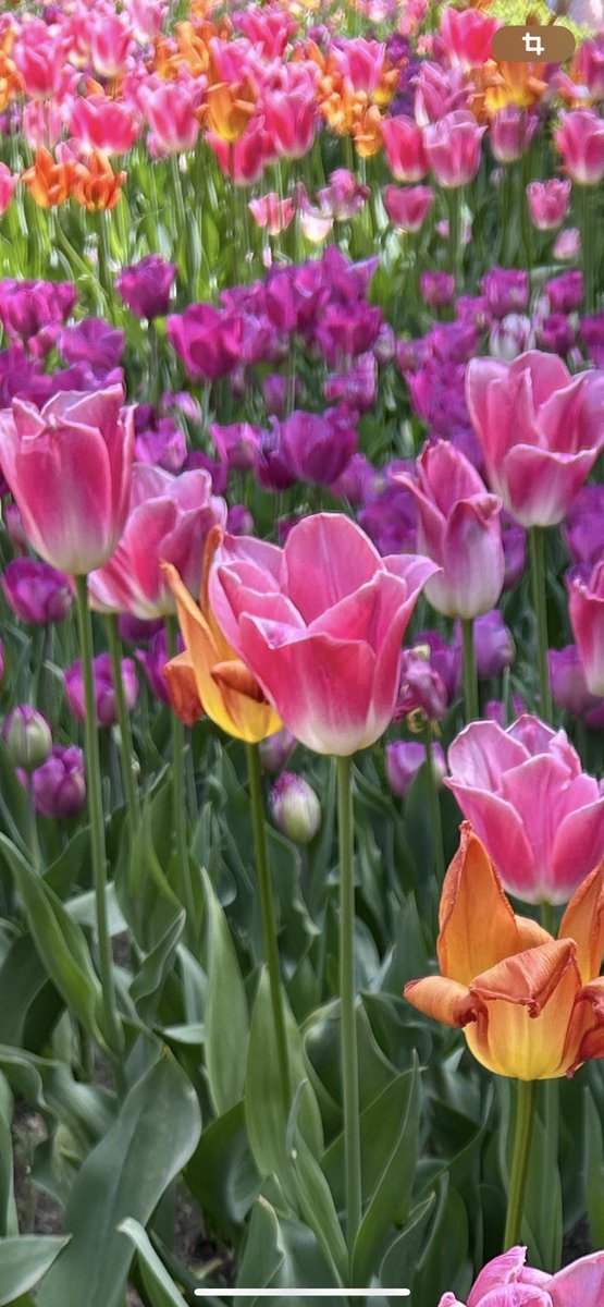 Florecen