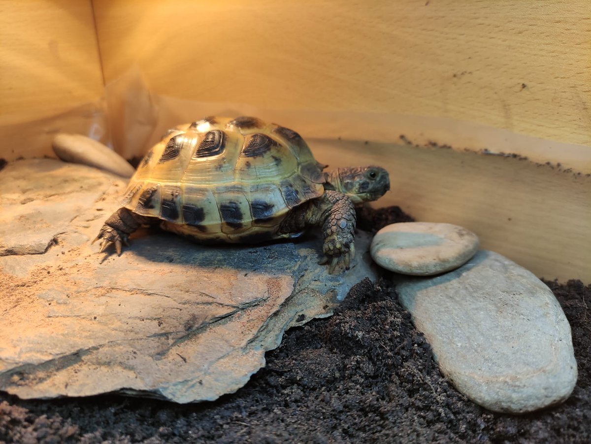 We can't wait to bask in the warmth like Lottie's tortoise! 😎 Have you got anything nice planned this summer?
