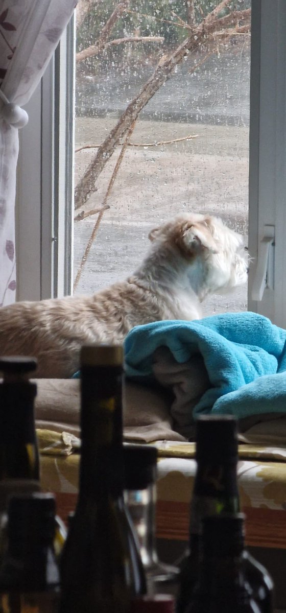 HalifaxDee's tweet image. Mostly Havanese. 100% Perfect  🐾❤️ #Kibbles