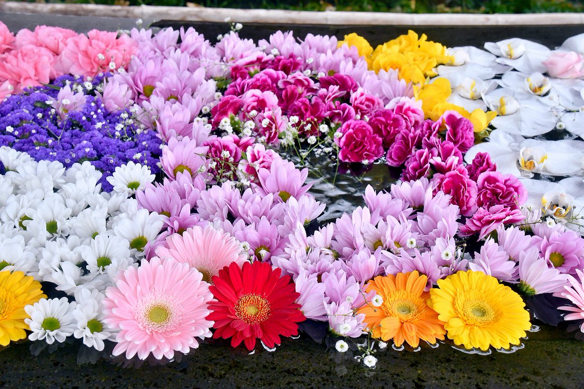 no0point's tweet photo. #行田花手水week✨４月その1
    
#前玉神社✨埼玉県行田市  

#花手水 #flower #花 #神社 #Photography #風景写真 #空 #キリトリセカイ #ファインダー越しの私の世界 #写真の奏でる私の世界 #写真好きな人と繋がりたい #TLを花でいっぱいにしよう https://t.co/Lw4LNNEEVT