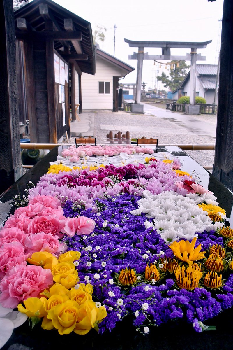 #行田花手水week✨４月その1
    
#前玉神社✨埼玉県行田市  

#花手水 #flower #花 #神社 #Photography #風景写真 #空 #キリトリセカイ #ファインダー越しの私の世界 #写真の奏でる私の世界 #写真好きな人と繋がりたい #TLを花でいっぱいにしよう