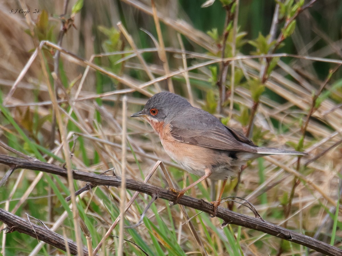 Western subalpine warbler on Portland this AM @PortlandBirdObs @SightingDOR @DorsetBirdClub @RareBirdAlertUK