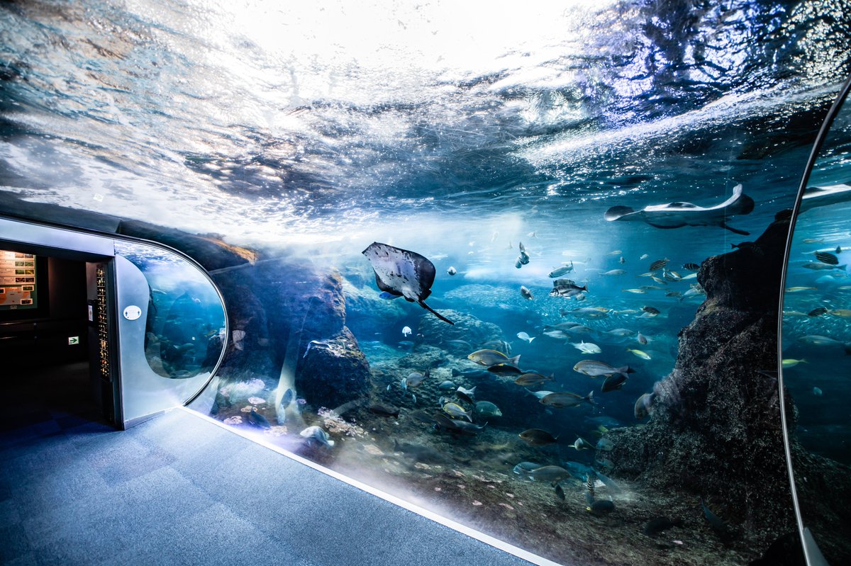 akira1027_photo's tweet photo. 新江ノ島水族館は生き物だけじゃなく、空間として楽しむのもオススメ！ https://t.co/D6BWVDf4TJ