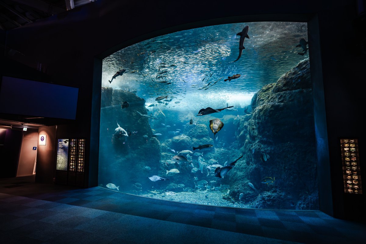 akira1027_photo's tweet photo. 新江ノ島水族館は生き物だけじゃなく、空間として楽しむのもオススメ！ https://t.co/D6BWVDf4TJ