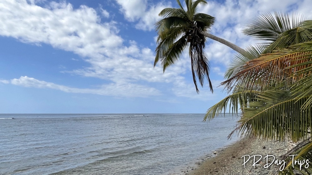 Good Morning from #PuertoRico - Leaning Palm #estaesmiisla