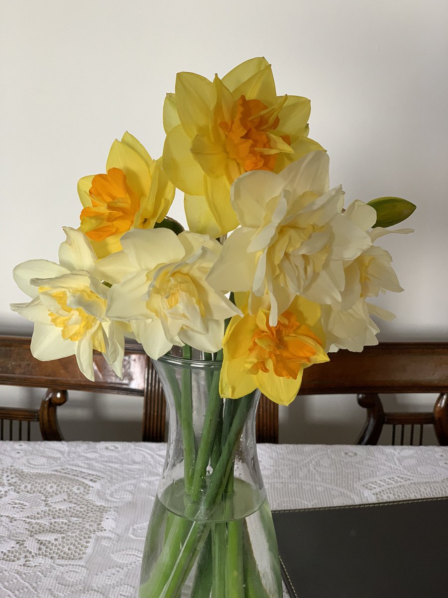 🎼All things bright & beautiful 🎼 On leaving church one of our lovely gentleman #farmers, David, had brought vases of his #daffodils in for people to take home. He told me my bunch is a mix of ‘Texas’ & ‘Icicle Folly’ daffodils 😊 @AGPChurches @on_farmuk #nature