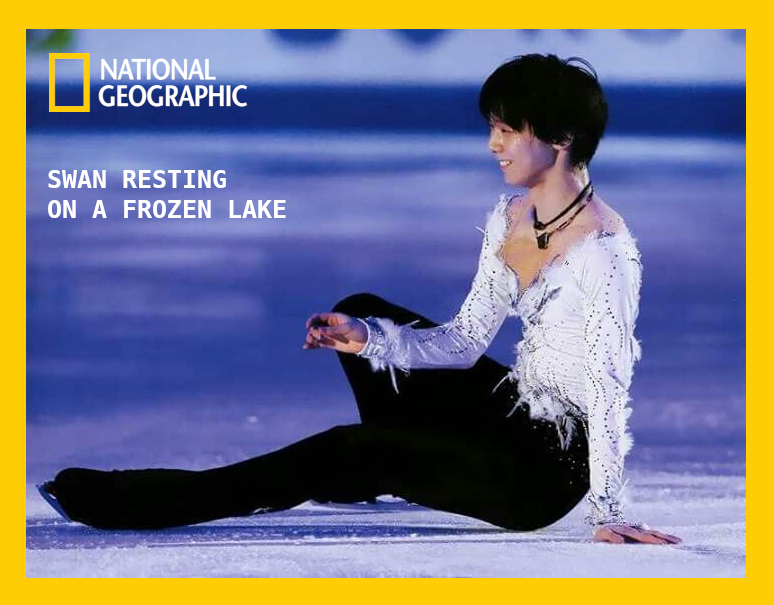 Swan resting on a frozen lake. 🦢🦢🦢

#羽生結弦 #HANYUYUZURU𓃵 #YuzuruHanyu𓃵