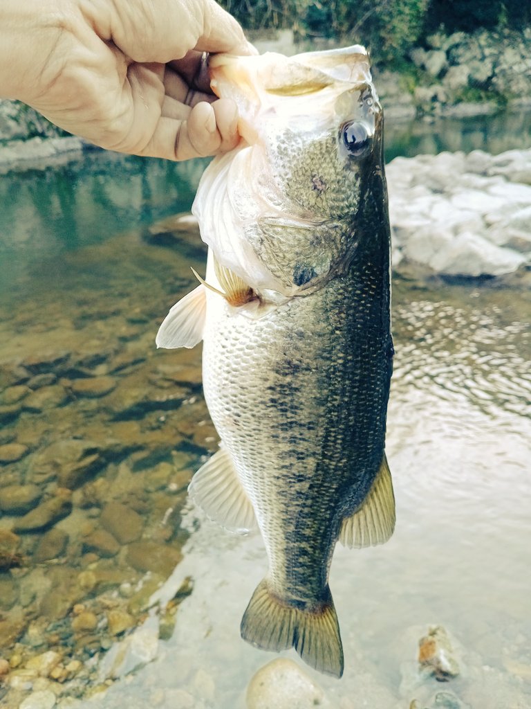 tack439's tweet photo. 本日の釣果。
釣り友さんと同行しておすすめスポットにご案内。僕はミドストとホバストで40ぐらいのを3本ゲット。
お昼ご飯をご馳走になったり、ワームを交換したり、とても楽しかった！
夜明けから日没までやってヘロヘロ&amp;日焼けでヒリヒリ。
#バス釣り #TALEX #40up https://t.co/eV78FPOqEq
